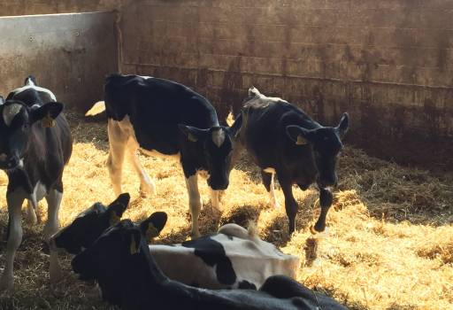 Can Circular Economy be the driver for making a conventional dairy farm climate neutral by 2024?