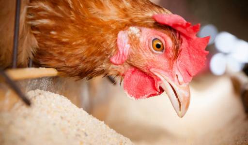 Springkilde Bio – termisk forgasning af hønsemøg til el, varme og gødningspiller