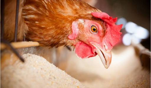 Springkilde Bio - Gaseificação térmica de esterco de galinha para geração de eletricidade, calor e fertilizantes